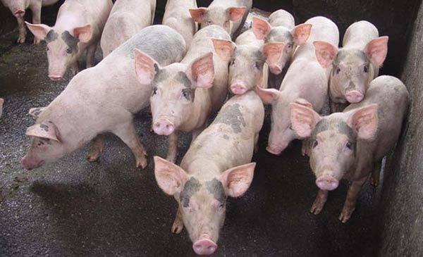 Giá heo giống tại khu vực Đông Nam Bộ hiện đã tăng gấp 3-4 lần so với cách đây 2 tuần. Ảnh minh họa Giá heo giống tại khu vực Đông Nam Bộ hiện đã tăng gấp 3-4 lần so với cách đây 2 tuần. Ảnh minh họa