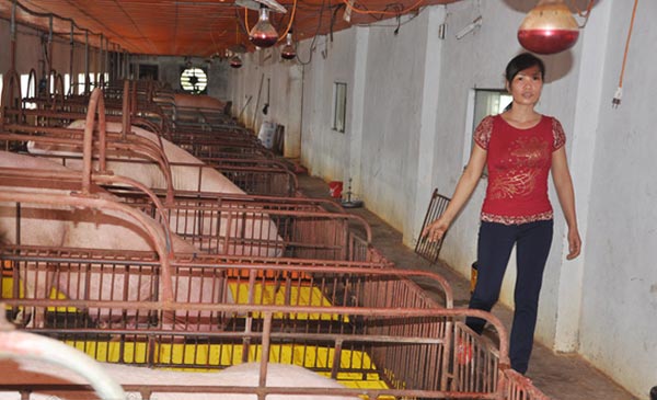 Dù giá heo giống đã tăng lên 1 triệu đồng/con, song gia đình nhà bà Xuyến ở Thái Bình không còn heo để xuất chuồng.