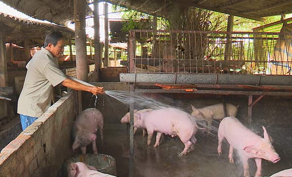 Nông dân TP. Sa Đéc chăm sóc đàn heo chờ ngày xuất bán. Ảnh: Đông Xuân