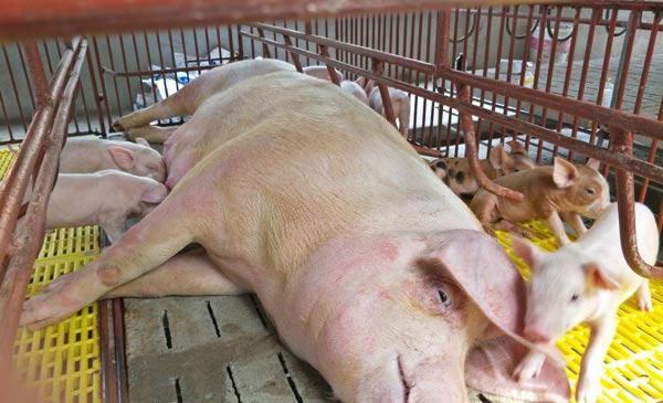 Theo tìm hiểu của phóng viên, do thời gian khủng hoảng giá lợn kéo dài gần 1 năm qua đã khiến cho nhiều hộ chăn nuôi phải bán đổ, bán tháo đàn nái nên vào thời điểm hiện tại lợn giống rất khan hiến dẫn đến giá lợn giống tăng cao từng ngày