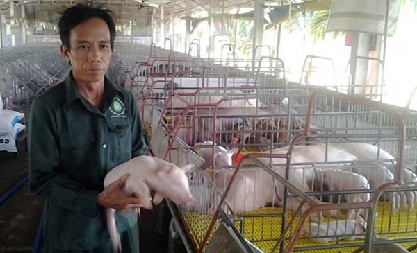 Dự báo thị trường tết năm 2018 sẽ không thiếu thịt heo nên thời điểm này nông dân cần rất thận trọng khi tái đàn. Ảnh: Anh Tô Văn Bình (Củ Chi) - chủ trại heo VietGAP ở Củ Chi, TP.HCM. Ảnh: T.Đ Dự báo thị trường tết năm 2018 sẽ không thiếu thịt heo nên thời điểm này nông dân cần rất thận trọng khi tái đàn. Ảnh: Anh Tô Văn Bình (Củ Chi) - chủ trại heo VietGAP ở Củ Chi, TP.HCM. Ảnh: T.Đ