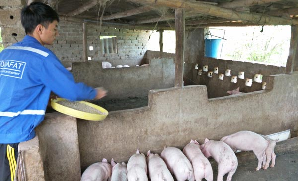 Anh Vũ Công Trường, chủ một trang trại heo ở Ninh Bình đổ cám, vỗ béo đàn heo thịt tại trang trại chờ ngày xuất chuồng.