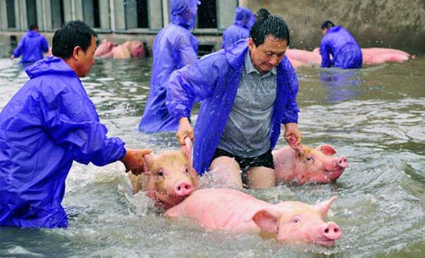 Heo được cứu khỏi một trang trại ngập nước ở TP Lục An, tỉnh An Huy hôm 5-7 Ảnh: REUTERS