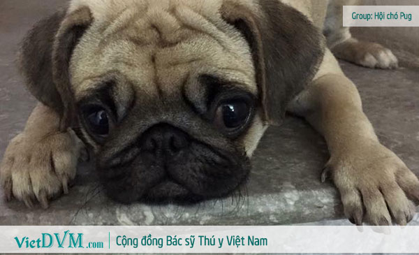 Một số bệnh thường gặp trên chó pug