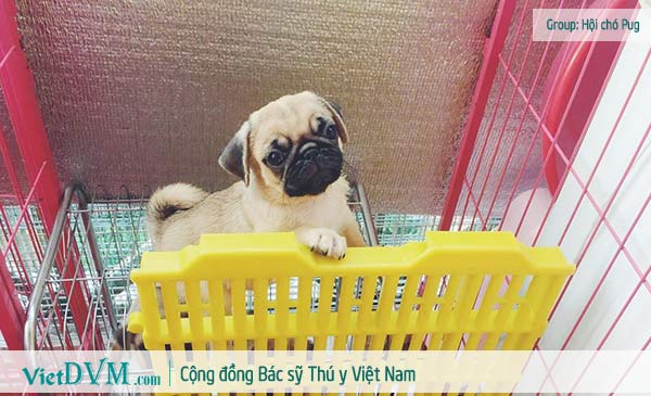 Chó Pug giá bao nhiêu tiền? Chó Pug giá bao nhiêu tiền?