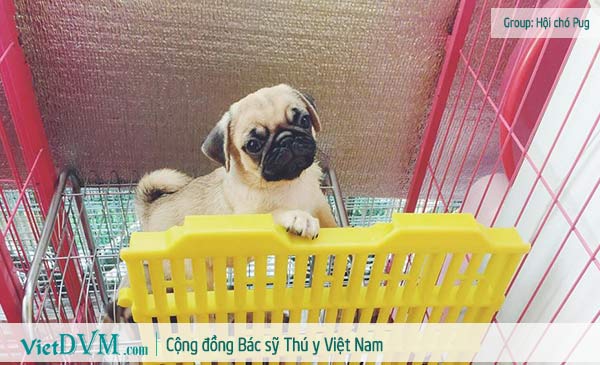 Chó Pug giá bao nhiêu tiền?