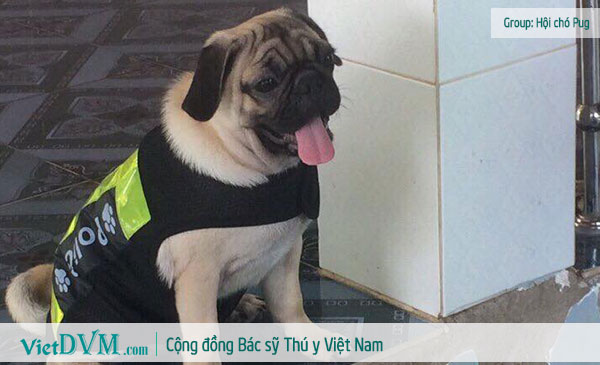 Chó pug ngày càng được nhiều người ưa chuộm tại Việt Nam, tại sao vậy? Chó pug ngày càng được nhiều người ưa chuộm tại Việt Nam, tại sao vậy?
