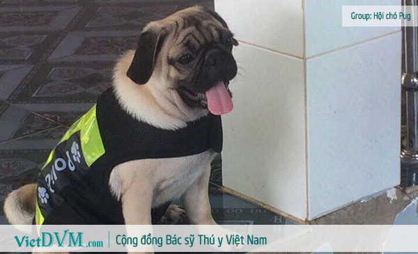 Chó pug ngày càng được nhiều người ưa chuộm tại Việt Nam, tại sao vậy?