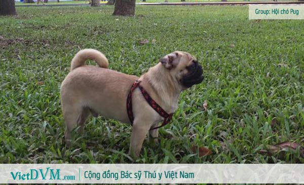 Chó Pug thuần chủng??? Chó Pug thuần chủng???