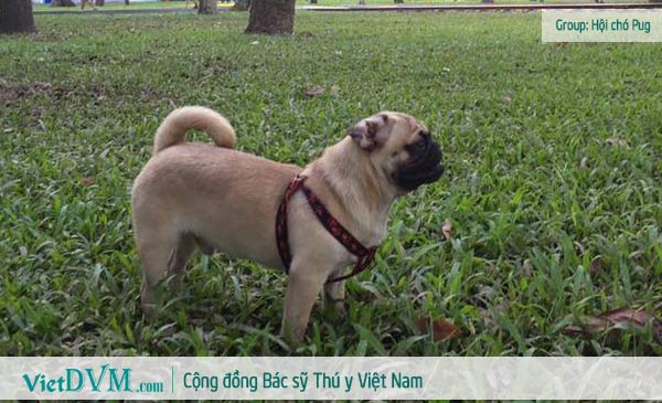 Chó Pug thuần chủng???