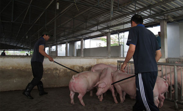 Cục Chăn nuôi cho biết việc tốc độ tăng đàn giảm mạnh có thể ảnh hưởng đến nguồn cung con giống trước mắt lẫn lâu dài Ảnh: NGỌC ÁNH