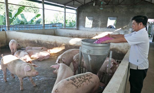 Giá heo trong mấy ngày hôm nay đã giảm và ở ngưỡng trung bình. Ông Trần Duy Hưng đổ cám cho đàn heo ăn tại trang trại của gia đình ở huyện Đan Phượng (Hà Nội).