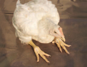 Bệnh Eocli trên gà gây tổn thương trên xương
