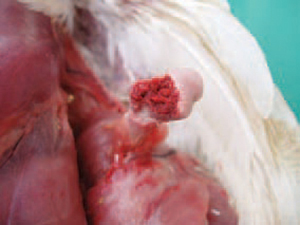 Bệnh Ecoli trên gà gây viêm khớp, viêm tủy xương và hoại tử xương tương ứng