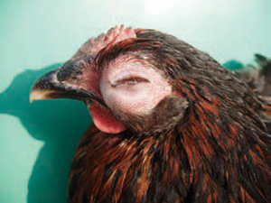Bệnh Ecoli trên gà gây viêm mô nhãn cầu