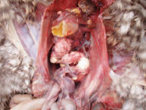 Các khối hoại từ trên ống dẫn trứng ở bệnh ecoli trên gà