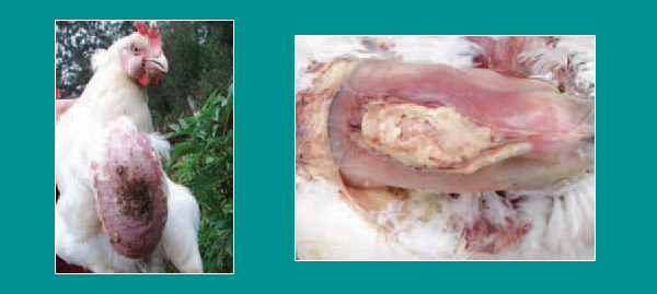 Bệnh Ecoli trên gà còn gây viêm túi bursa