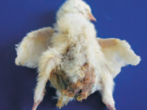 Bệnh Ecoli trên gà làm bụng phình to ra