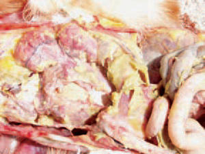 Biểu hiện bệnh Ecoli trên gà