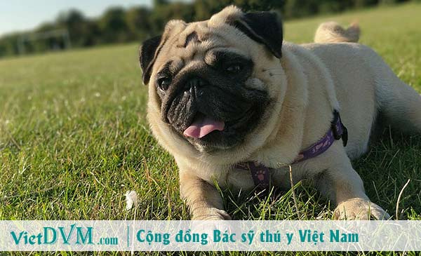 Chó pug mang thai bao nhiêu ngày?