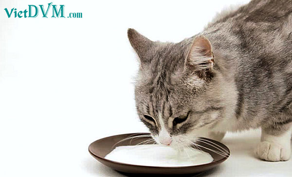 Có nên cho mèo uống sữa không?