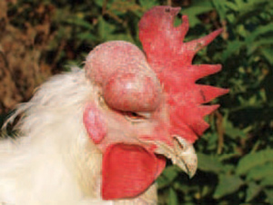 bệnh Ecoli trên gà sẽ có hiện tượng tiết dịch fibrin dưới da