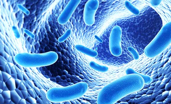 Probiotics là tập hợp một hoặc nhiều vi sinh vật được nuôi cấy trong phòng thí nghiệm có ảnh hưởng đến cơ thể vật nuôi bằng khả năng cải thiện tính chất của các vi sinh vật “bản địa”.