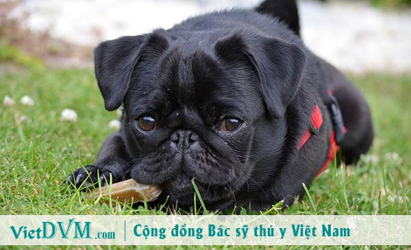 Chó pug động dục khi nào?