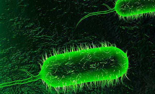 Ngày nay, vi khuẩn được xem như là một tổ hợp gen bổ sung cho hệ gen của vật chủ.