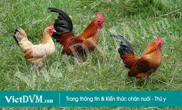 Chiến lược xoay quanh 3 yếu tố kinh tế, xã hội và môi trường.