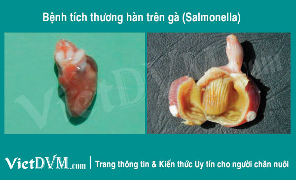 Bệnh tích thương hàn gà (salmonella)