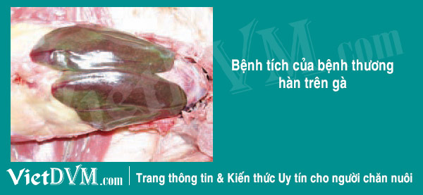 Bệnh tích gà bị salmonella