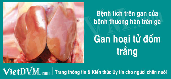 Gan hoại tử đốm trắng.