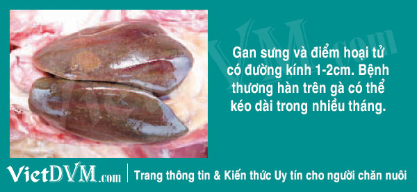 Gan gà bị mắc thương hàn