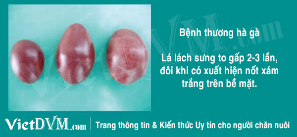 Lách sưng to khi gà bị thương hàn