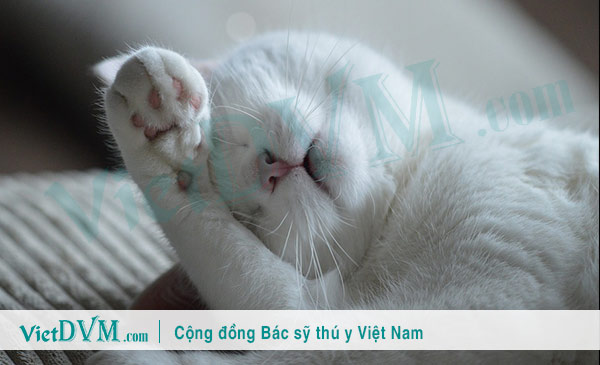 Mèo bị dị ứng gây ngứa ngáy ở tai và đầu