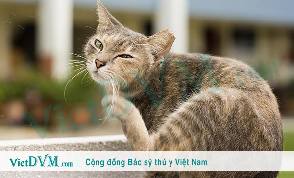 Biểu hiện rõ nhật biết là mèo bị ngứa tai