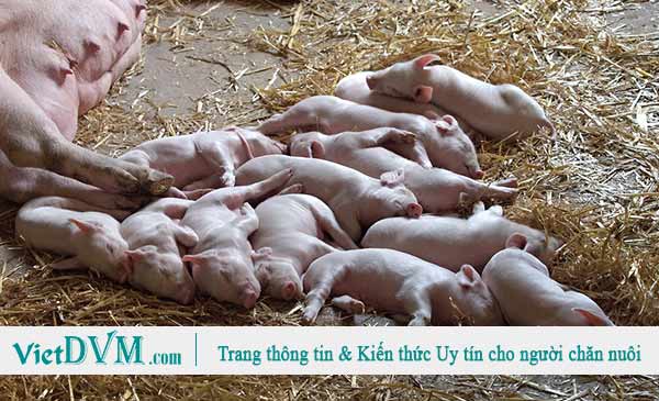 Cần phải hiểu đúng các chỉ số sản xuất chính được sử dụng để đánh giá hiệu suất chăn nuôi và cách thức tính toán các chỉ số đó để nắm bắt tình hình trang trại một cách chính xác nhất, thực tế nhất.