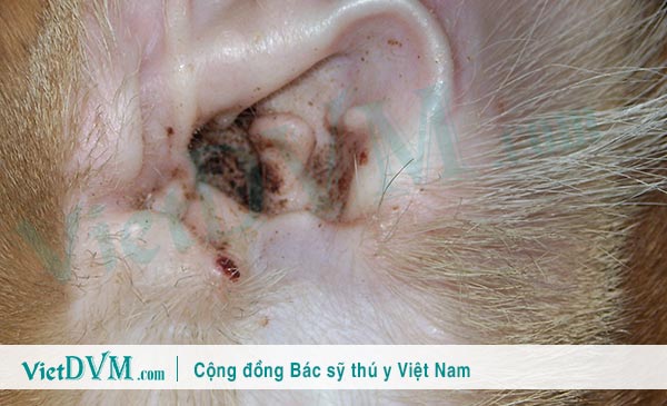 Nhiễm trùng tai ở mèo