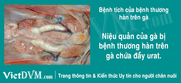 nieu quan chua nhieu urat do nhiem thuong han ga