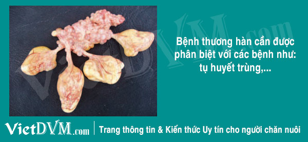 Phân biệt gà bị thương hàn với các bệnh khác