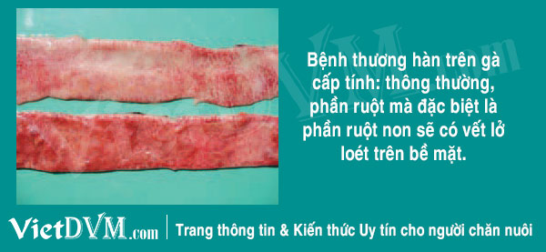 Ruột gà bị thương hà do salmonella