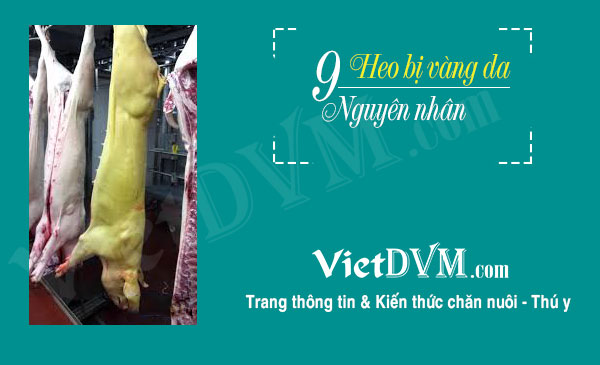 Trường hợp heo bị vàng da điển hình.