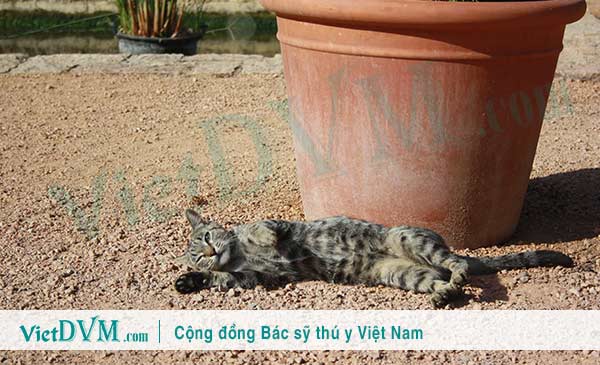 Mèo rất dễ bị dị vật rơi vào trong tai