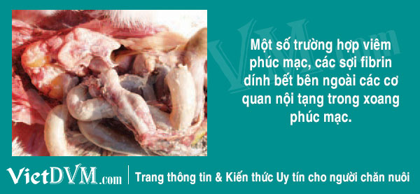 viêm phúc mạc, các sợi fibrin gà bị thương hàn salmonella