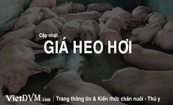 Giá heo hơi hôm nay thế nào?