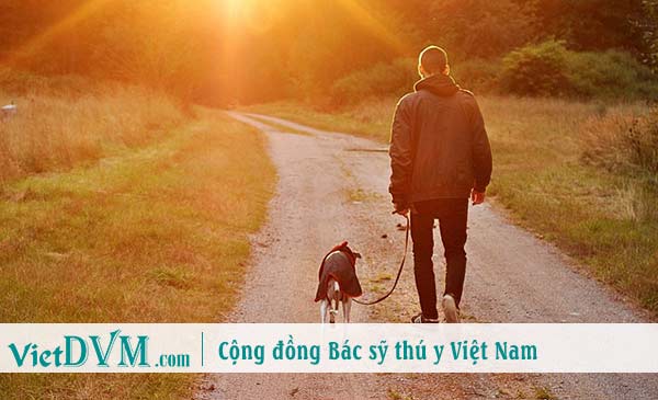 Chó sẵn sàng lang thang cùng bạn cả ngày trời dù là bất kể đi đến đâu