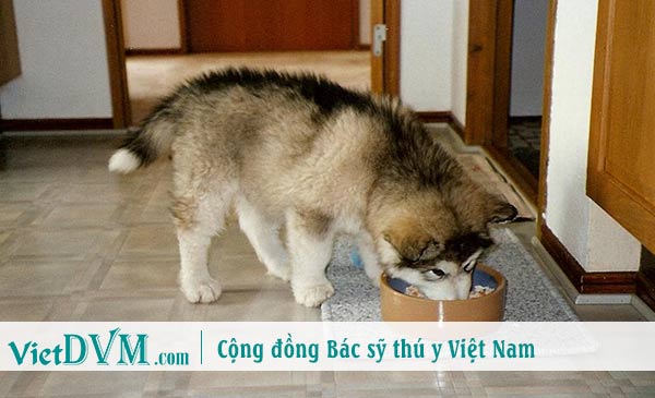 Chó không bao giờ than phiền về bạn