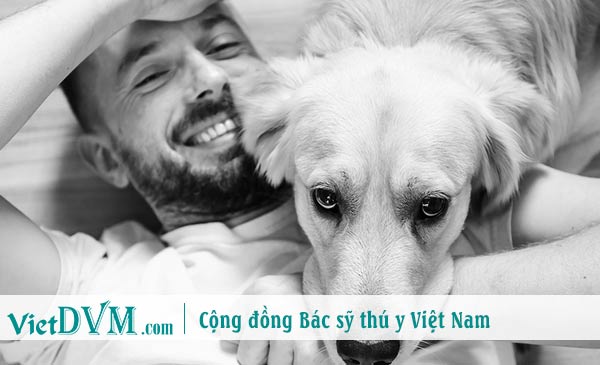 Chó không biết nói dối