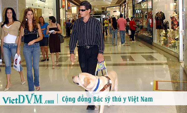 Chó sẽ luôn luôn ở bên bạn, dù bạn có thế nào đi nữa